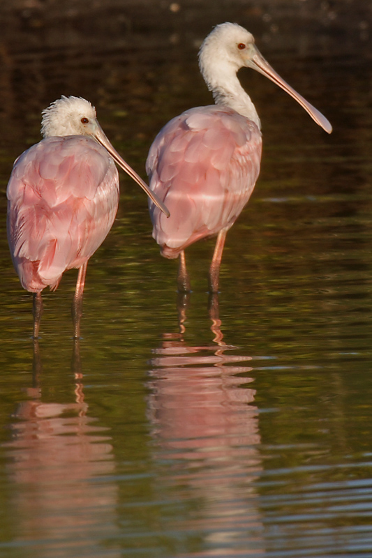 Roseate Spoonbill