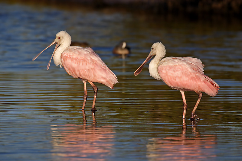 Roseate Spoonbill