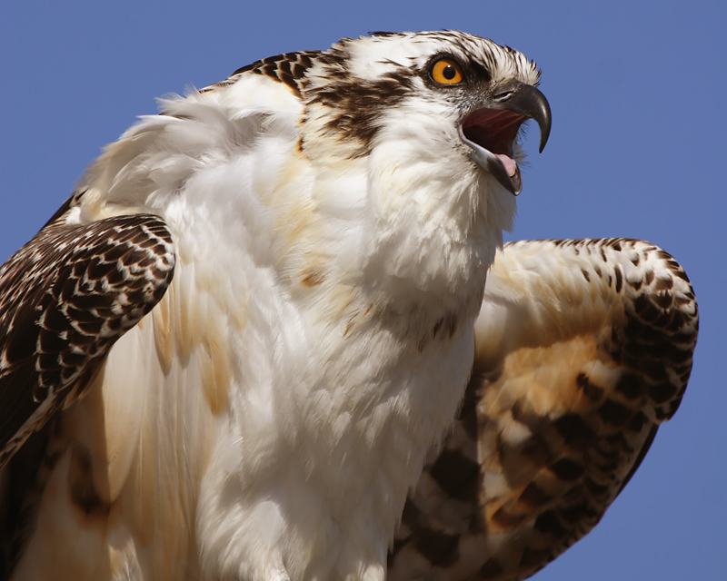 Osprey