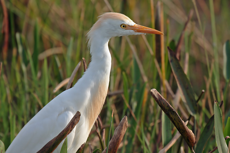Cattle Egret