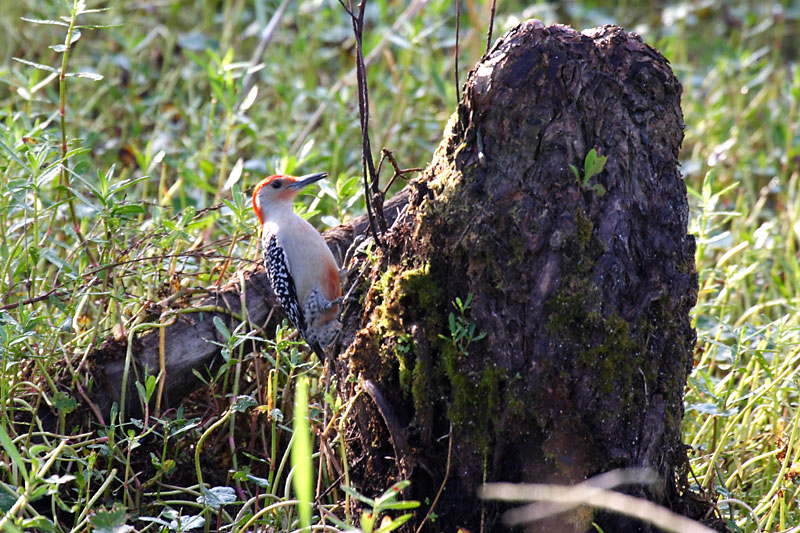 Red-bellied Woodpecker (male)