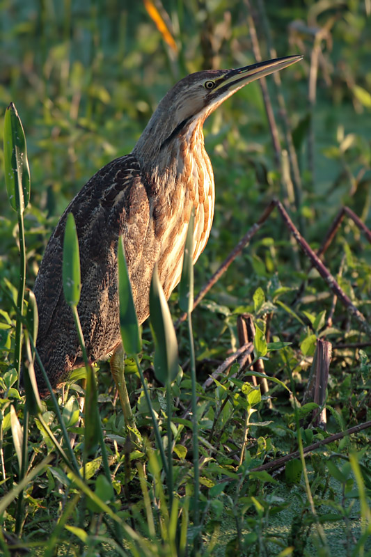 American Bittern
