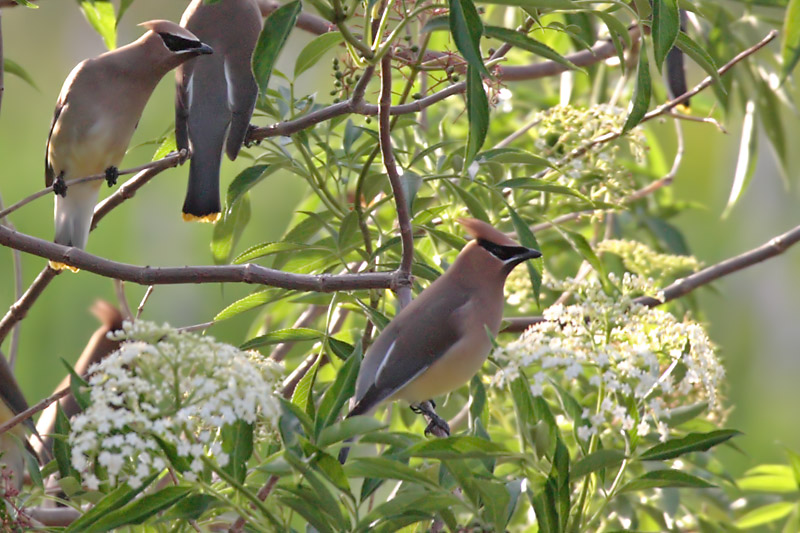 Cedar Waxwing