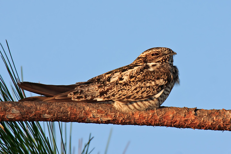 Common Nighthawk