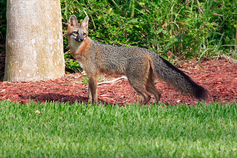 Gray Fox