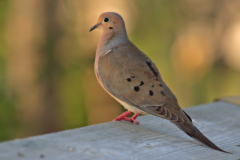 Mourning Dove
