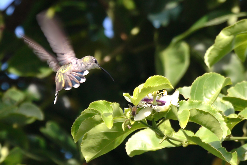 Antillean Mango (Mango Antillano)
