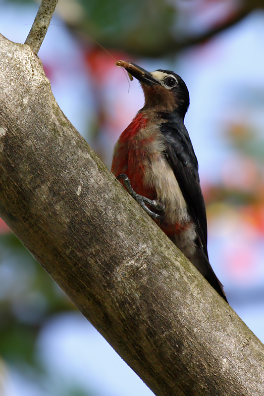 Puerto Rican Woodpecker (Carpintero Puertorriqueno) female