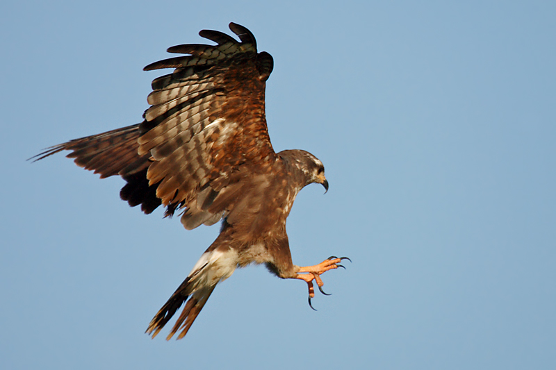 Snail Kite (female)