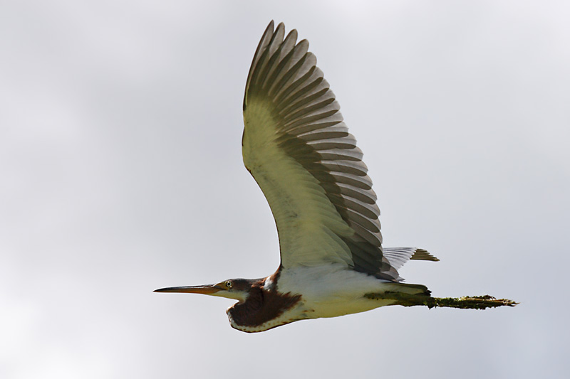 Tricolored Heron flight