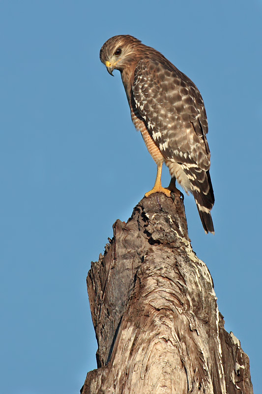 Red-Shouldered Hawk