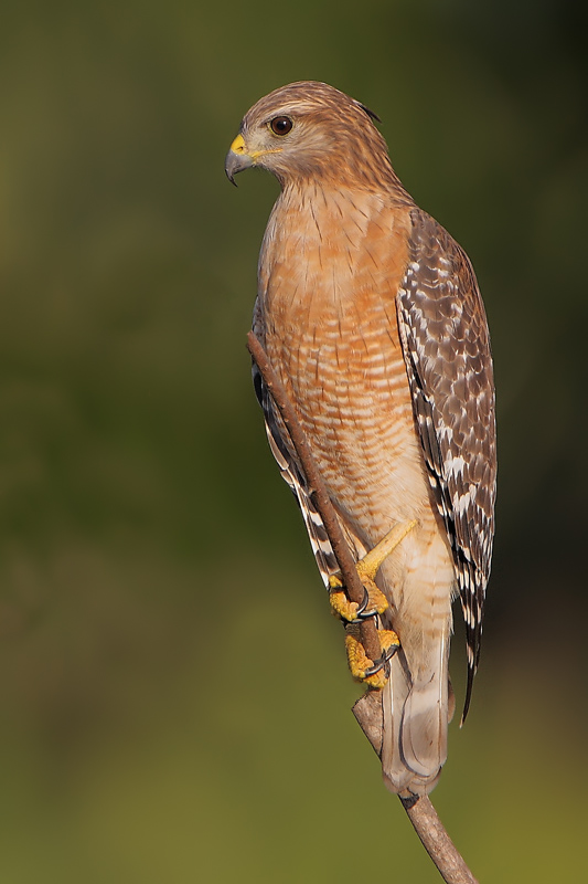 Red-shouldered Hawk