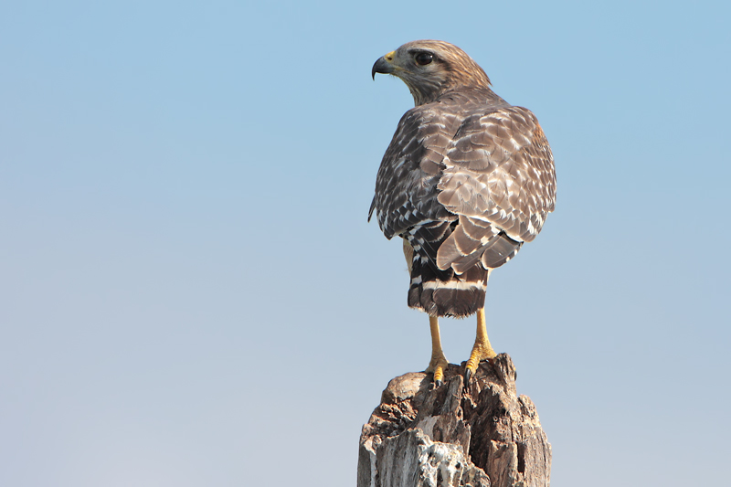 Red-shouldered Hawk