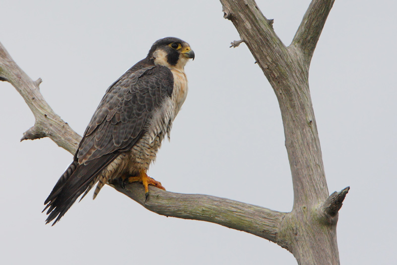 Peregrine Falcon