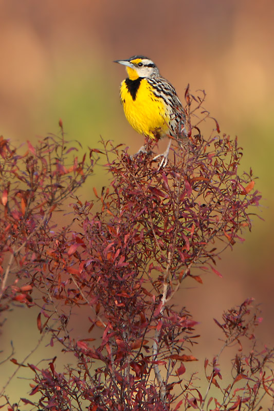Eastern Meadowlark