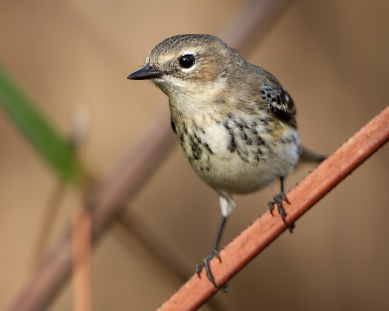 Yellow-rumped Warbler (female)