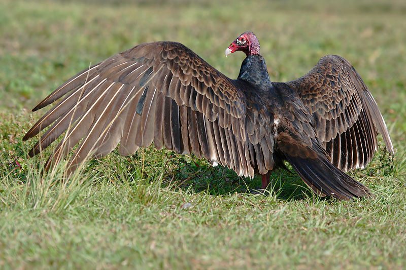 Turkey Vulture