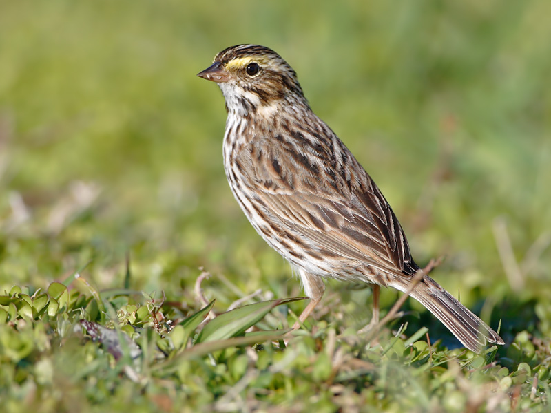 Savannah Sparrow