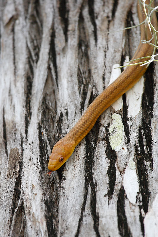 Rat snake