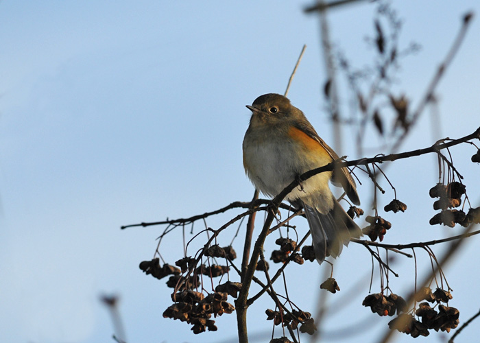 Red-flanked bluetail (Tarsiger cyanurus)