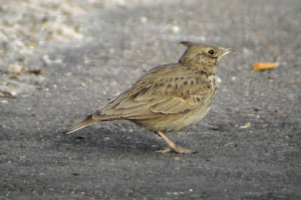 Crested lark (Galerida cristata)