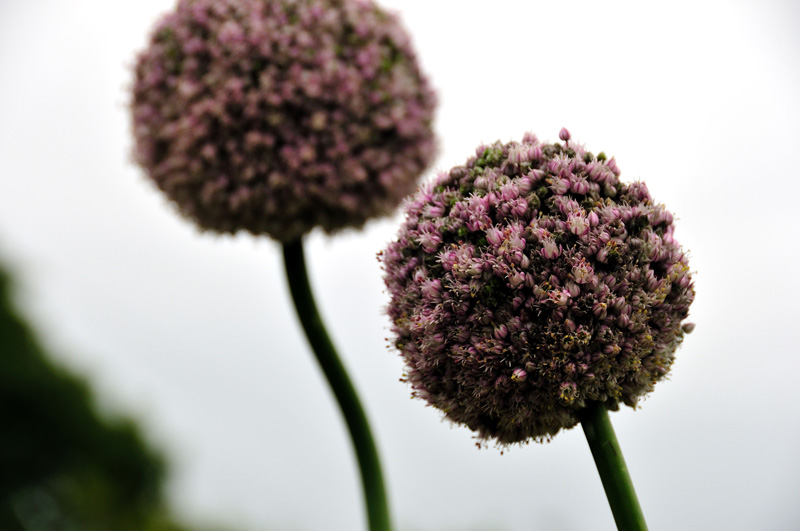 Twins, Brigits Garden
