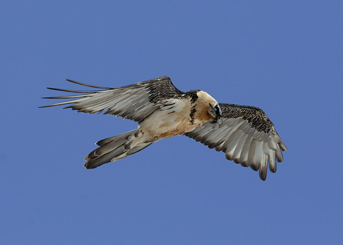 0069M-Bearded Vulture (Gypaetus barbatus), adult bird