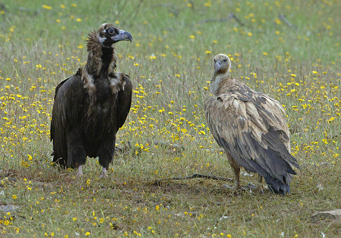 0014M-Cinerous- and Griffon Vultrue (Aegypius monachus& Gyps fulvus) Spain Spring 2007