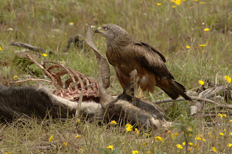 0077M-Black kite (Milvus migrans), Spain 2007