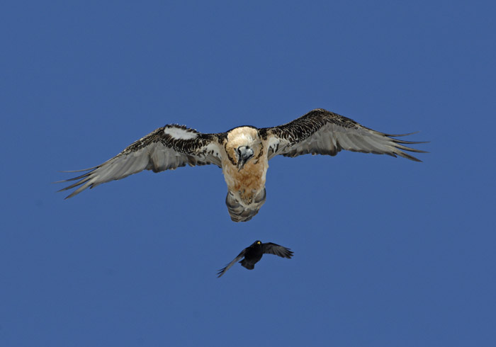 0052M-Bearded vulture (Gypaetus barbatus), Switzerland 2007