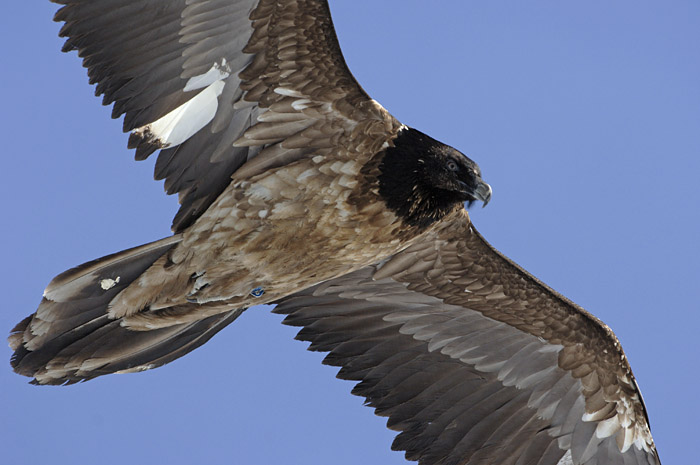 0058M-Bearded vulture (Gypaetus barbatus), juvenile, Switzerland 2007