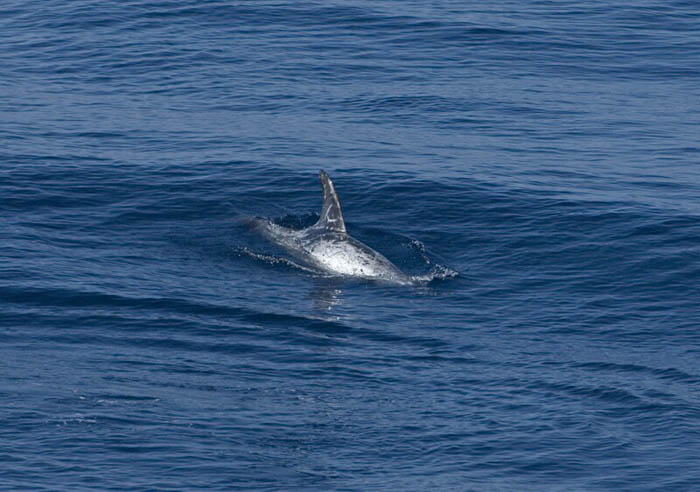 013J-Rissos Dolphin- Viscaya.jpg