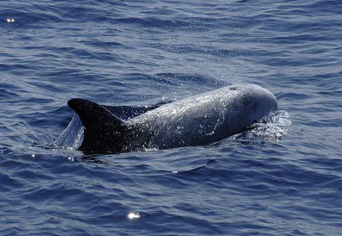 0054M-Rissos Dolfin- Grijze Dolfijn (Grampus griseus)