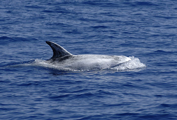 0069M-Rissos Dolfin- Grijze Dolfijn (Grampus griseus)