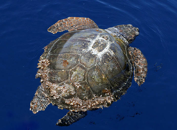 0097M-Caret Sea Turtle, Karet zeeschildpad (Caretta caretta)