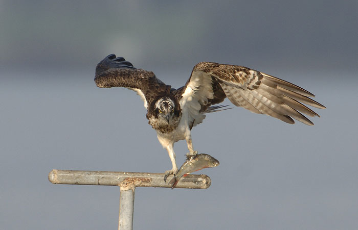 0374M-Visarend met vis.jpg