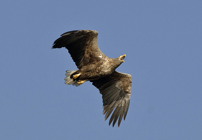 S02A-White-tailed Eagle-Zeearend- Polen Oderdelta.jpg