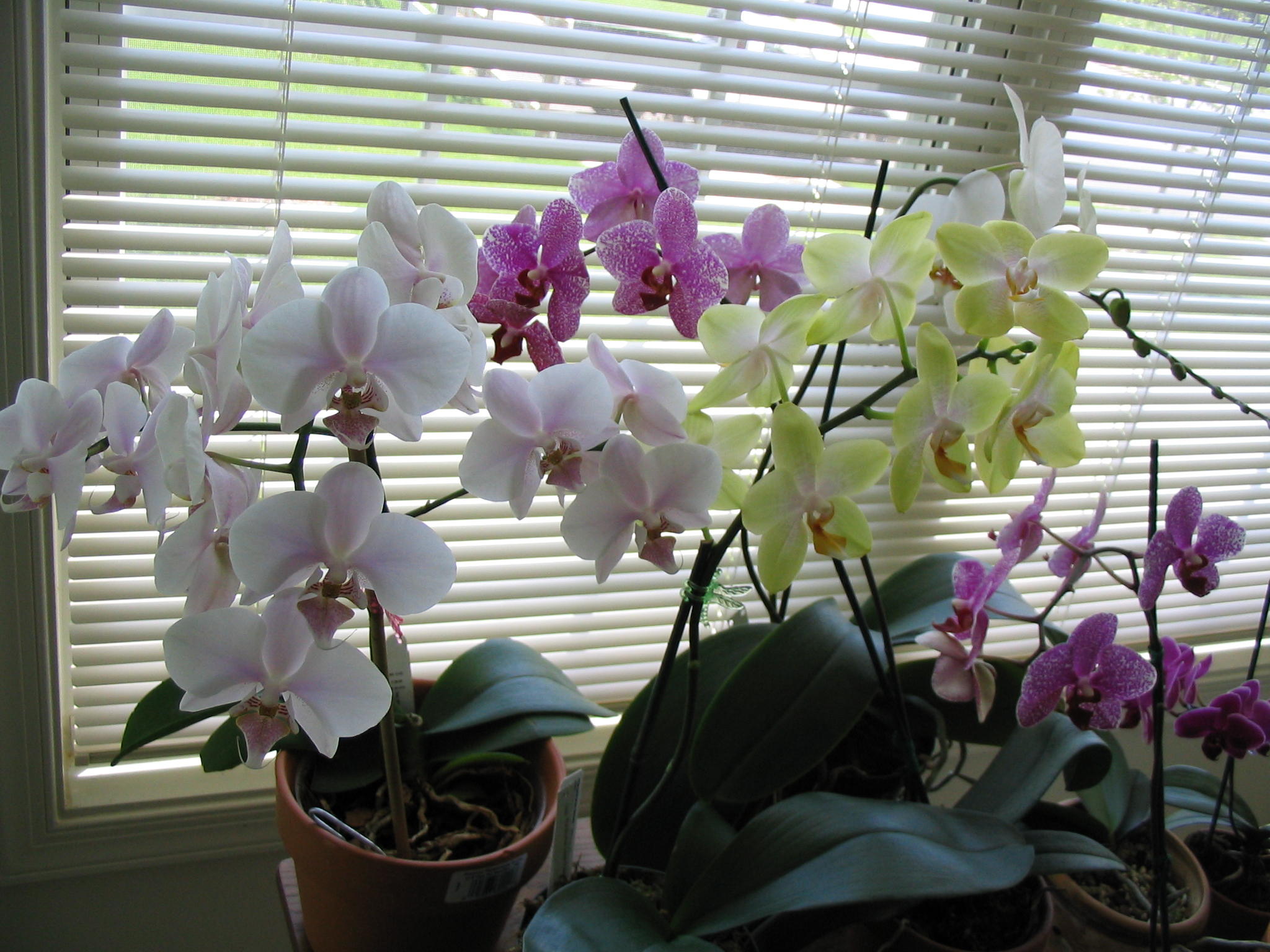Orchids with colors