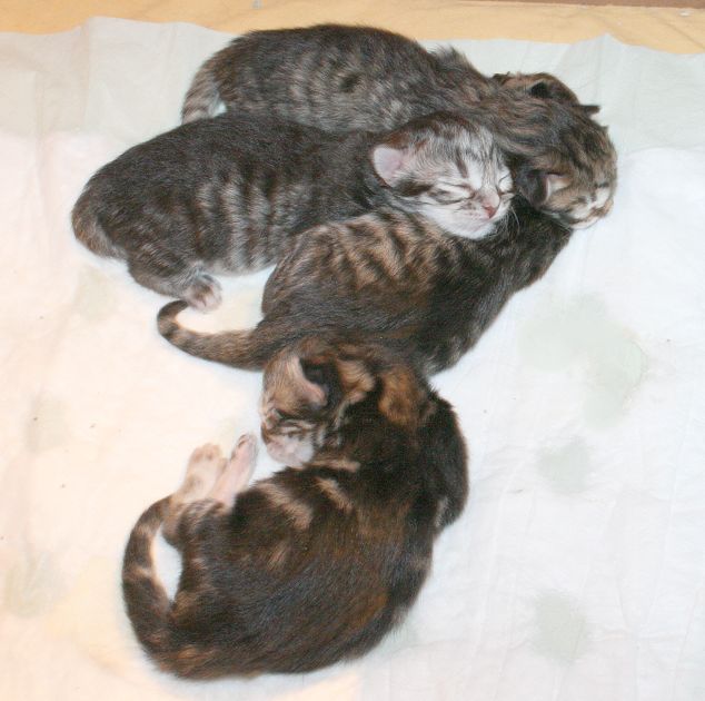 Kittens almost one day old - vajaan pivn ikiset pennut