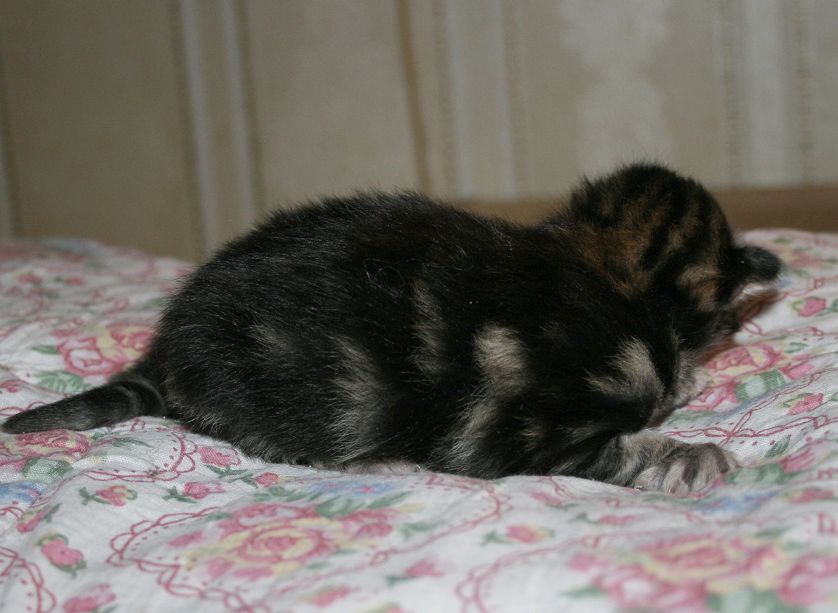 black classic tabby boy