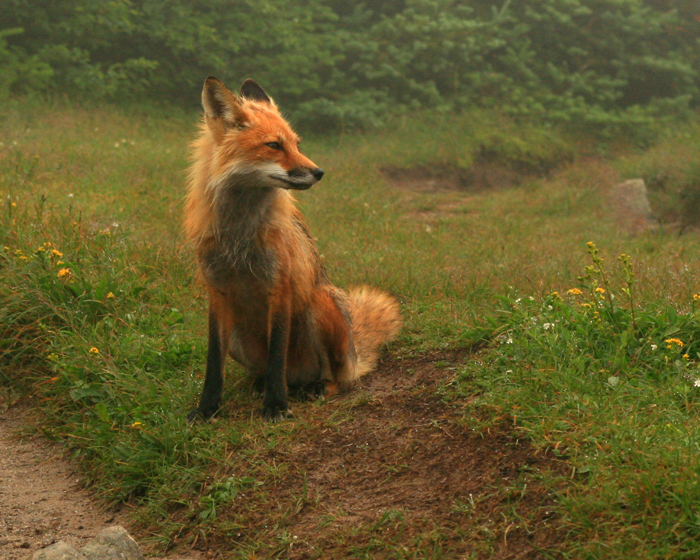 Fox on Mt. Adams