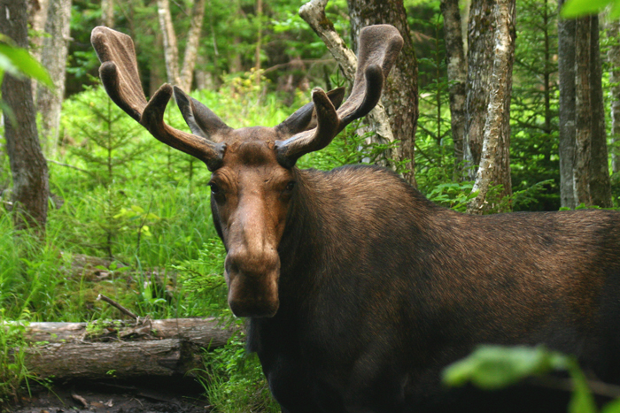 Bull Moose in July