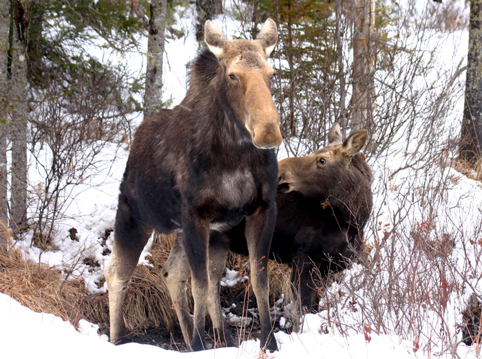 Mama and Baby Moose in Early Spring