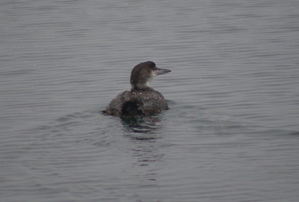 Common Loon