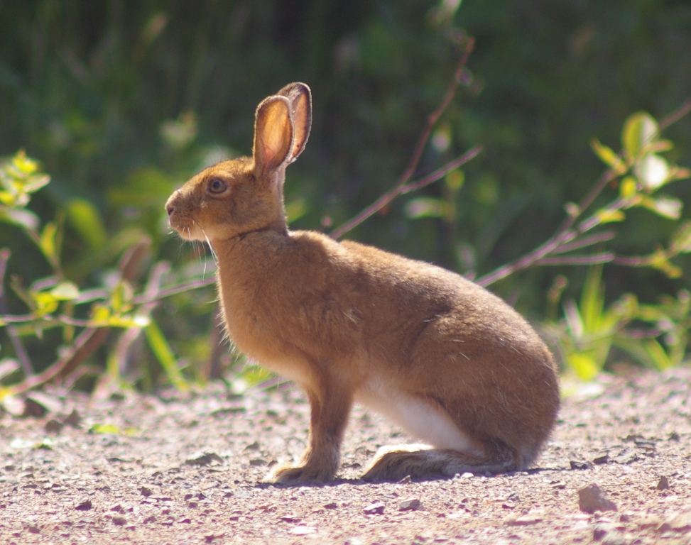 Snowshoe Hare