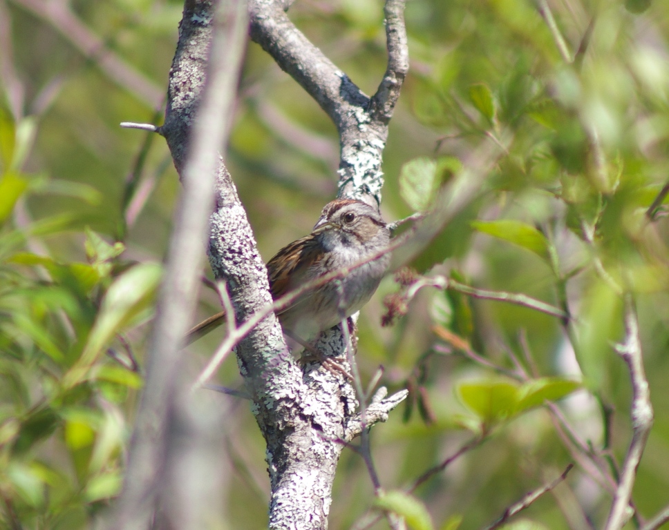 Swamp Sparrow