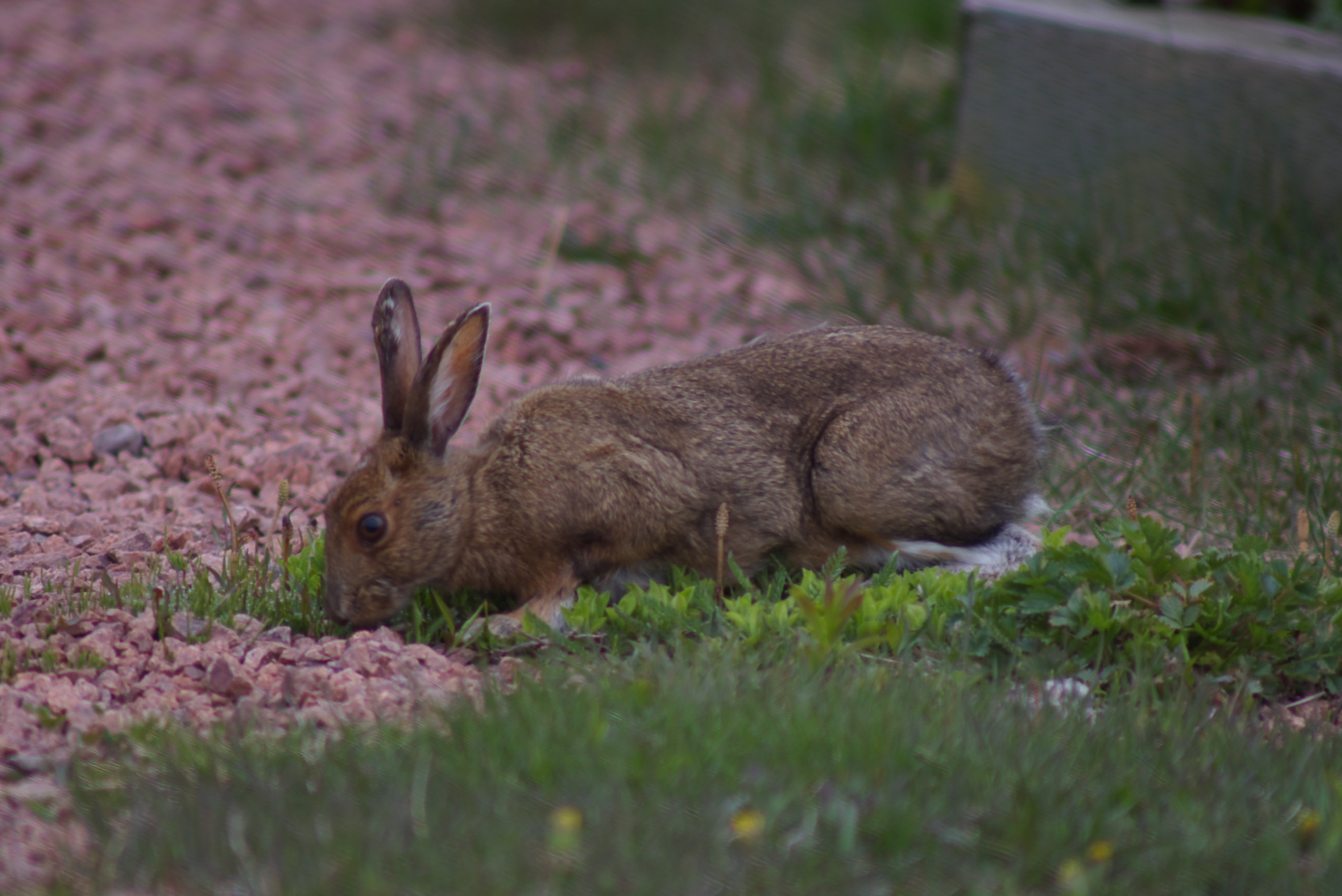 Snowshoe hare