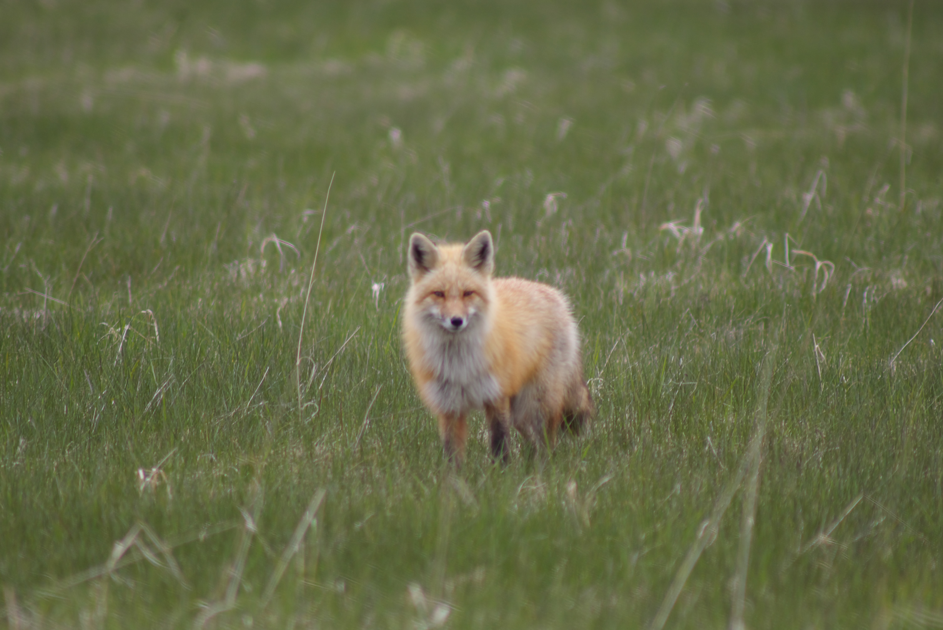 Red fox