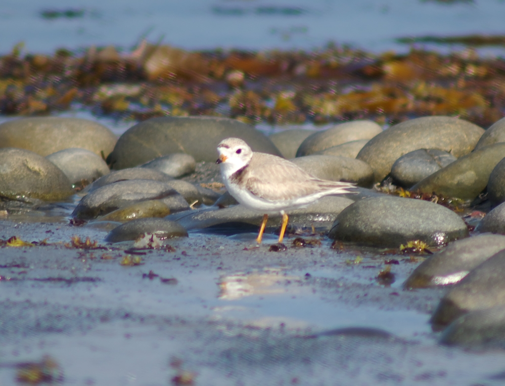 Piping plover