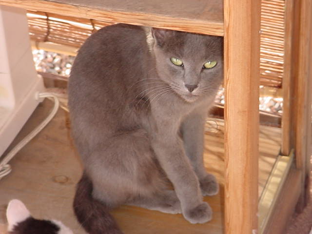 the gray cat